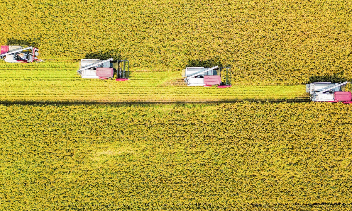 As seen from above, local farmers harvest rice at a farm in Hai'an, East China's Jiangsu Province on October 24, 2023. China's grain output is likely to set a new record this year, thanks to a bumper autumn harvest, an official from the National Bureau of Statistics said recently. Photo: cnsphoto