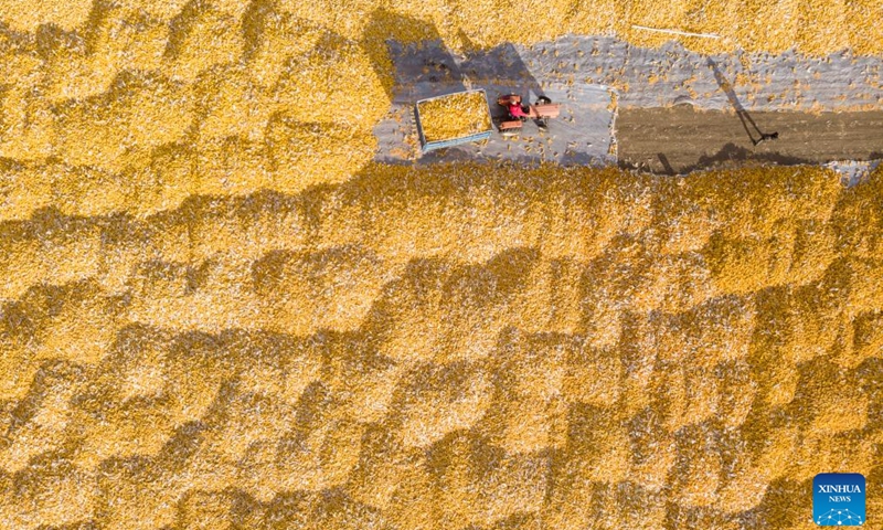 This <strong>888slot</strong>aerial photo taken on Oct. 19, 2023 shows a villager drying harvested corns at Dongsheng Village of Zhaodong City, northeast China's Heilongjiang Province. Heilongjiang has remained China's top grain producer for 13 consecutive years. The total grain output of Heilongjiang accounted for 11.3 percent of China's national grain output in 2022.(Photo: Xinhua)
