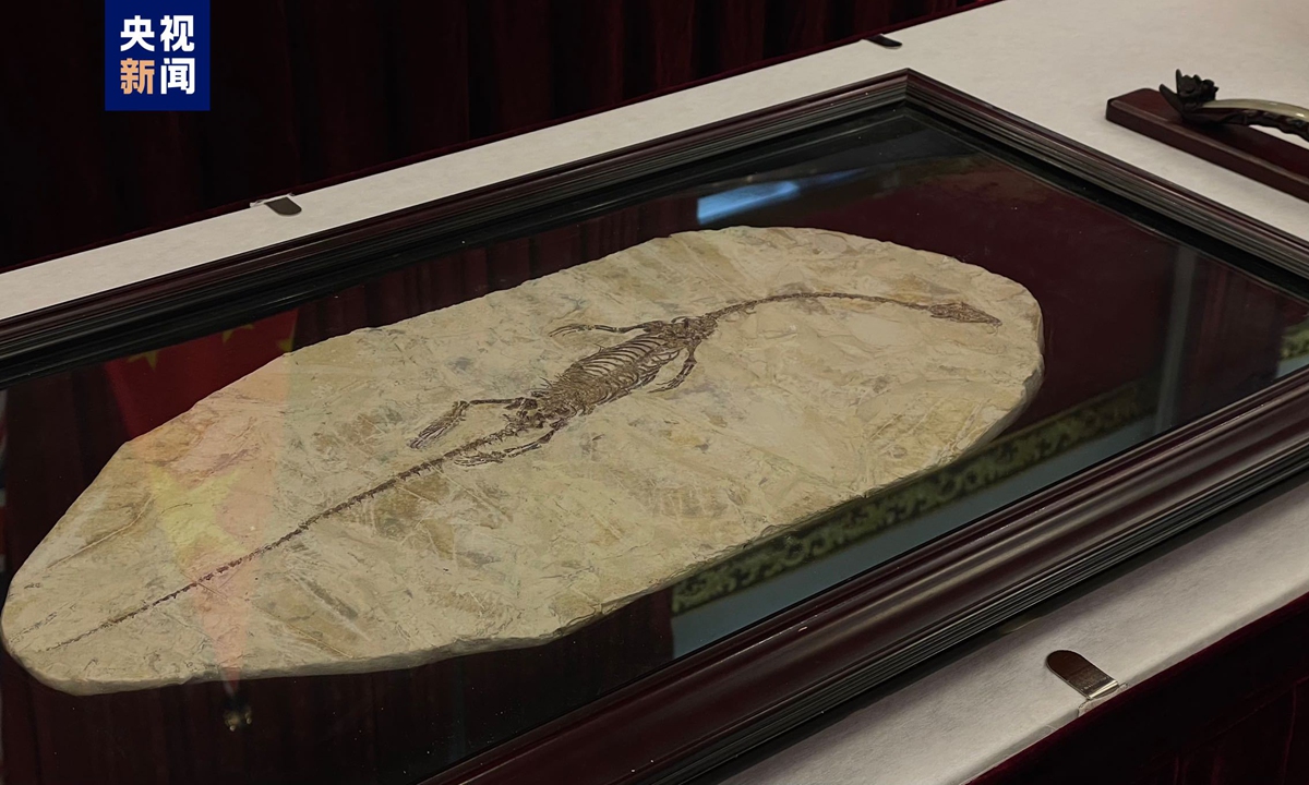 Plesiosaur fossil Photo:CCTV