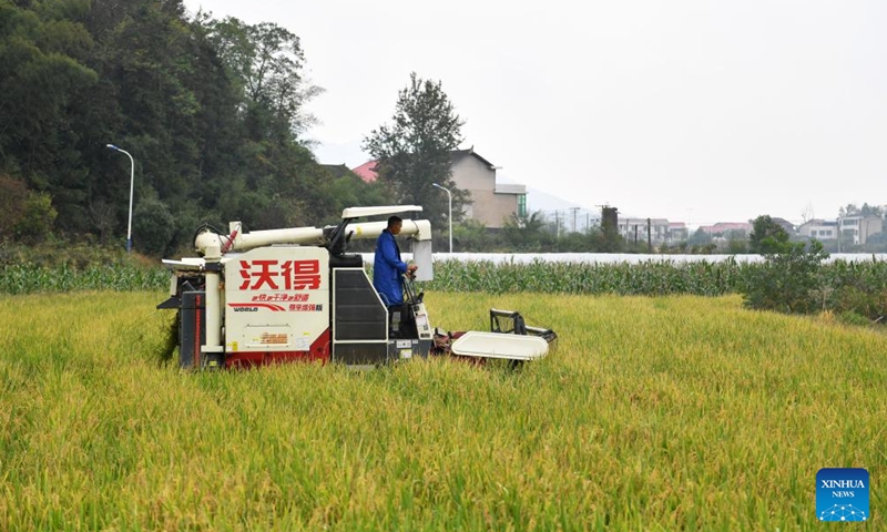 A farmer harvests ratoon rice in a field in Shuangfeng County of Loudi City, central China's Hunan Province, Oct. 28, 2023. To improve the utilization rate of farmland, Shuangfeng County is trying to experiment with a new agricultural model that enables a field to grow rice, ratoon rice and cole in different seasons of the same year. (Photo: Xinhua)