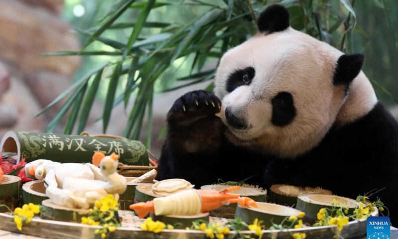 Giant panda Kuku enjoys its meal at the Chimelong Safari Park in Guangzhou, south China's Guangdong Province, Oct. 27, 2023.(Photo: Xinhua)