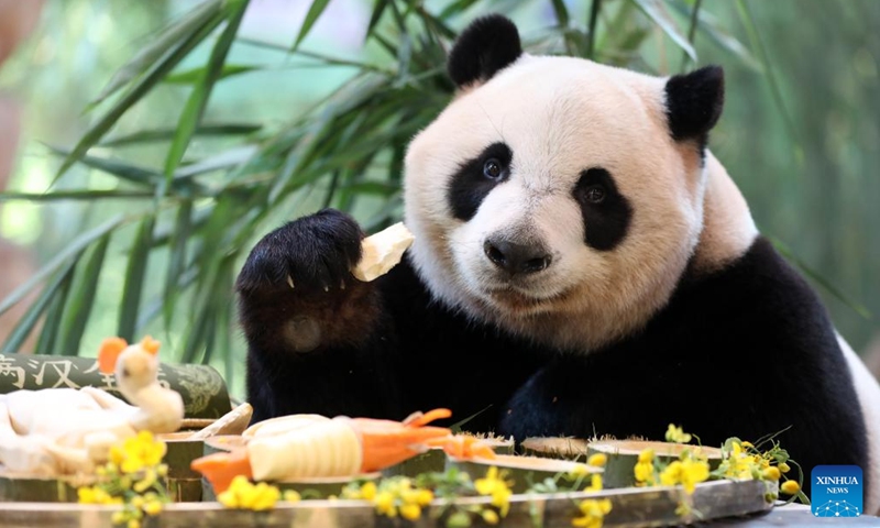 Giant panda Kuku enjoys its meal at the Chimelong Safari Park in Guangzhou, south China's Guangdong Province, Oct. 27, 2023. (Photo: Xinhua)