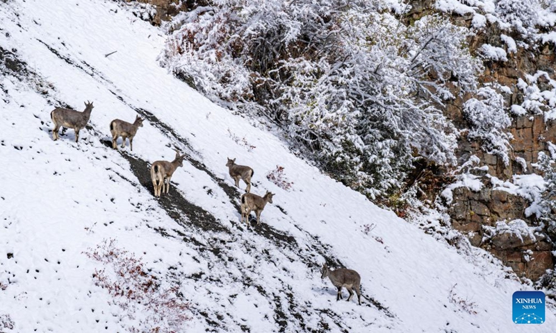 This photo taken on Oct. 27, 2023 shows blue sheep walking on a snow mountain in Banbar County of Qamdo, southwest China's Tibet Autonomous Region. (Photo: Xinhua)