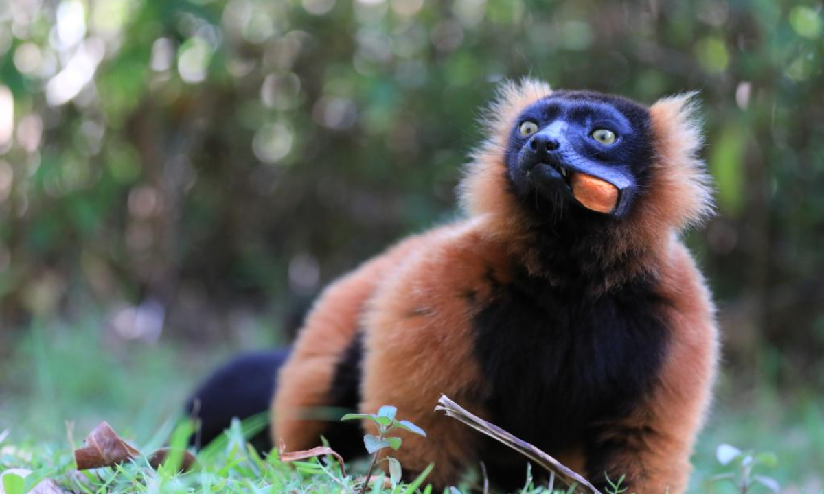 This photo taken on Nov 26, 2023 shows a red ruffed lemur in a reserve area in Toamasina, Madagascar. Madagascar has a large number of species of lemurs. Photo:Xinhua