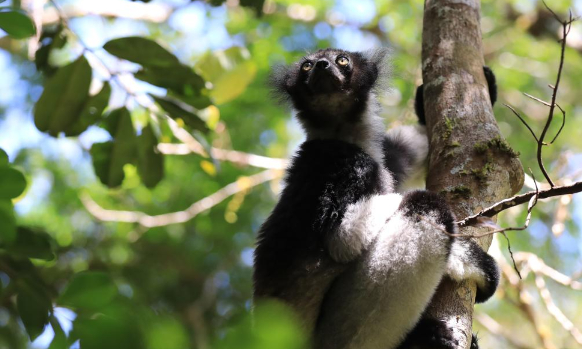 This photo taken on Nov 27, 2023 shows a babakoto in a reserve area in Toamasina, Madagascar. Madagascar has a large number of species of lemurs. Photo:Xinhua