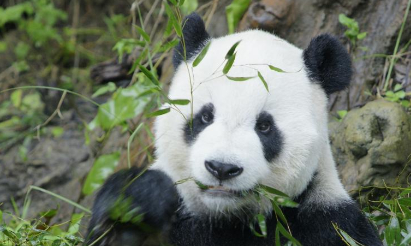 Undated file photo shows an image of the giant male panda Tuan Tuan when arriving at the Taipei Zoo in Taipei, Southeast China's Taiwan. Photo: Xinhua