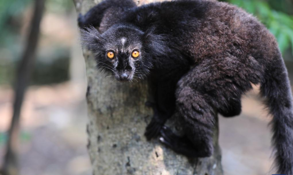 This photo taken on Nov 30, 2023 shows a black lemur on the island of Nosy Komba, Madagascar. Madagascar has a large number of species of lemurs. Photo:Xinhua