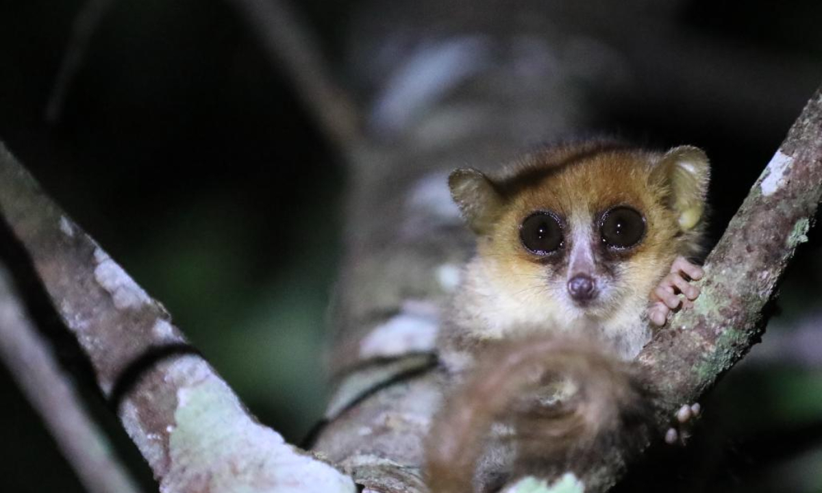 This photo taken on Nov 26, 2023 shows a pygmy mouse lemur at a national park in Toamasina, Madagascar. Madagascar has a large number of species of lemurs. Photo:Xinhua