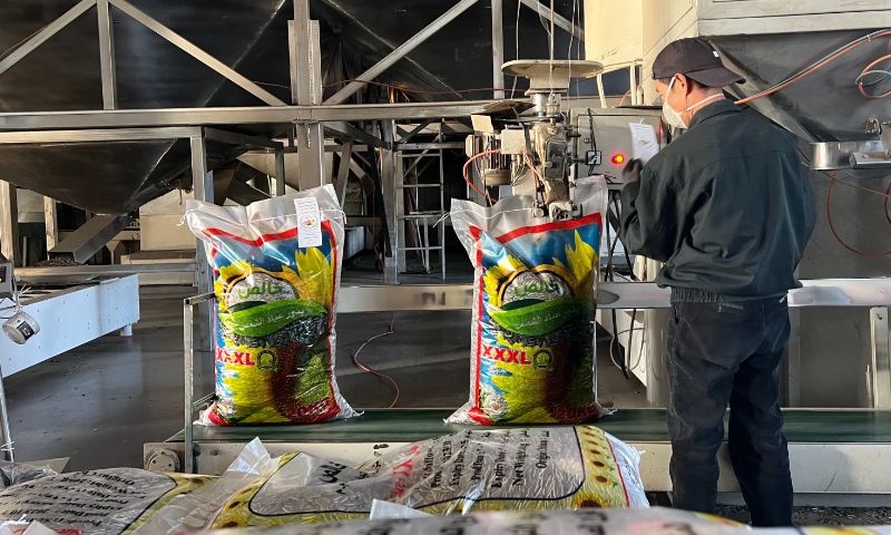 A worker packages raw sunflower seeds for export to Iran in a factory in Bayannur, North China’s Inner Mongolia Autonomous Region. Photo: Tao Mingyang/GT