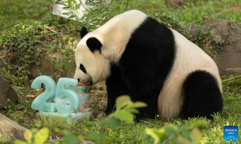Giant panda Mei Xiang enjoys an ice cake at the Smithsonian's National Zoo in Washington, D.C., the United States, on July 22, 2023. Photo: Xinhua