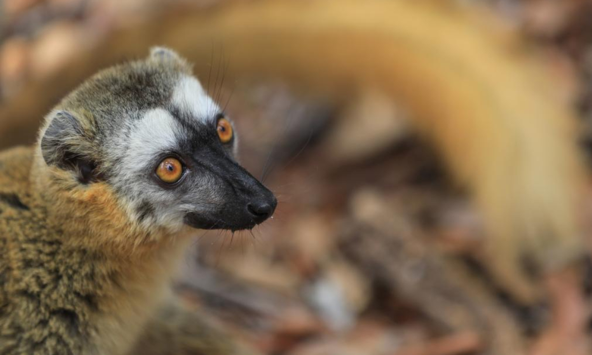 This photo taken on Nov 24, 2023 shows a common brown lemur in Kirindy Mitea National Park, Morondava, Madagascar. Madagascar has a large number of species of lemurs. Photo:Xinhua