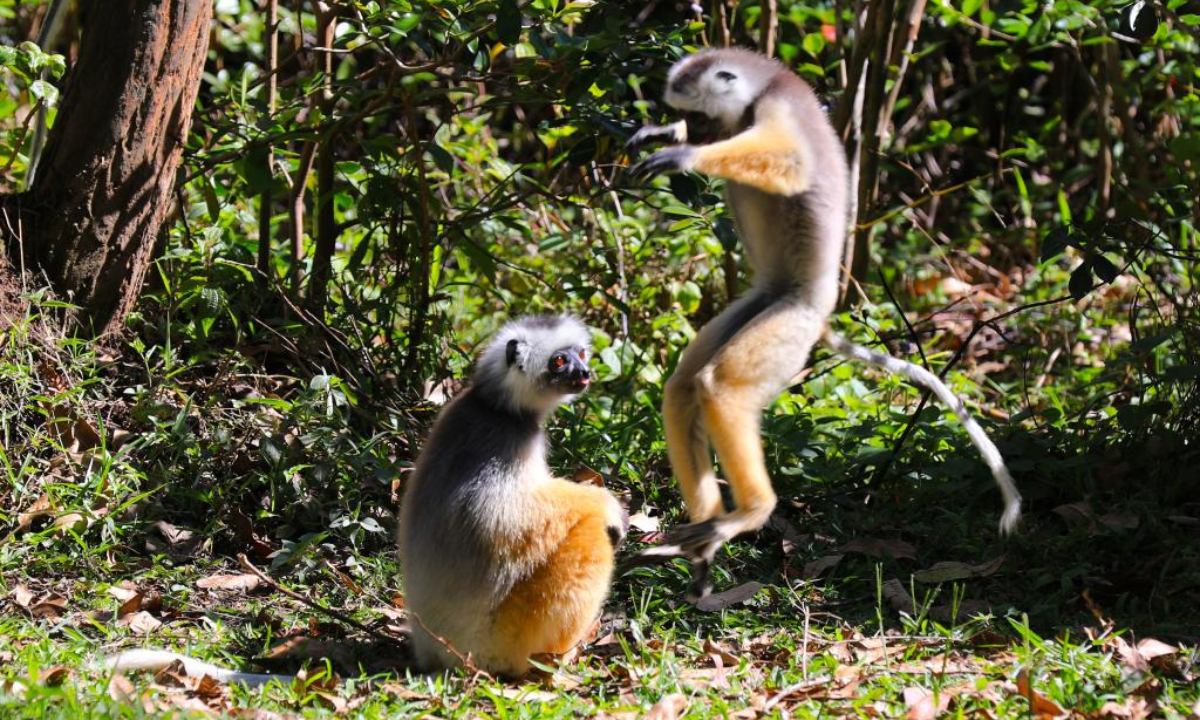 This photo taken on Nov 26, 2023 shows white sifakas in a reserve area in Toamasina, Madagascar. Madagascar has a large number of species of lemurs. Photo:Xinhua