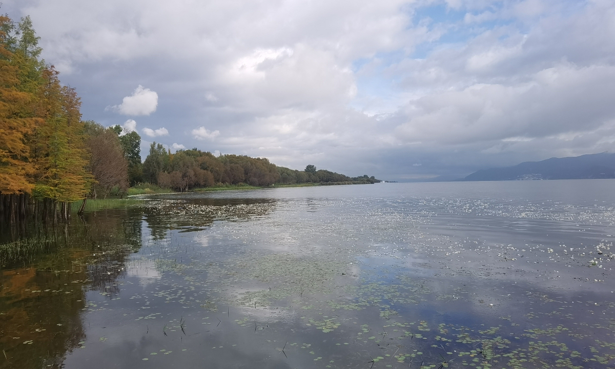 Seaweed flowers, widely seen as the 