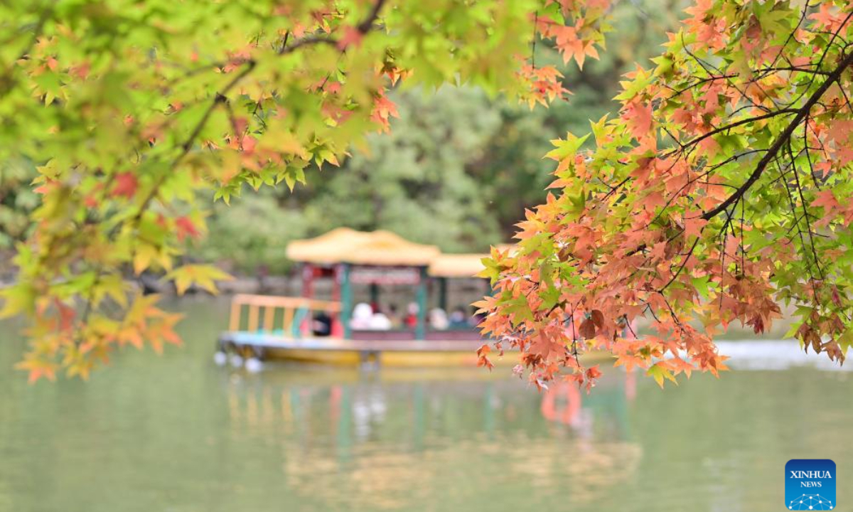 Tourists enjoy the beauty of red leaves by boat at the Summer Palace in Beijing, capital of China, on Nov 3, 2023. Photo:Xinhua