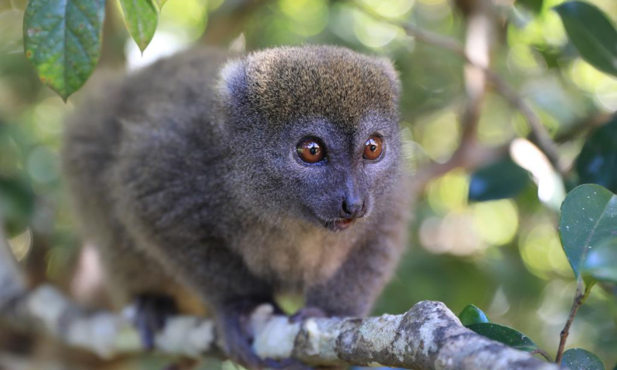 This photo taken on Nov 26, 2023 shows a bamboo lemur in a reserve area in Toamasina, Madagascar. Madagascar has a large number of species of lemurs. Photo:Xinhua