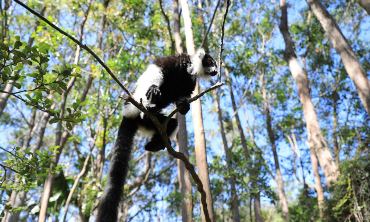 This photo taken on Nov 26, 2023 shows a black-and-white ruffed lemur in a reserve area in Toamasina, Madagascar. Madagascar has a large number of species of lemurs. Photo:Xinhua