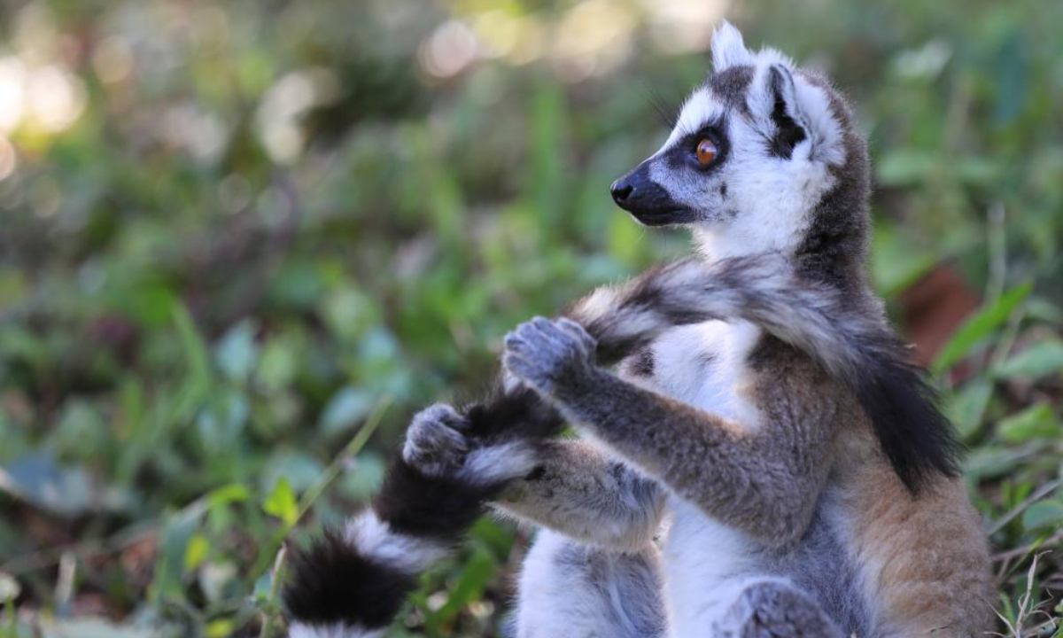 This photo taken on Nov 26, 2023 shows a ring-tailed lemur in a reserve area in Toamasina, Madagascar. Madagascar has a large number of species of lemurs. Photo:Xinhua
