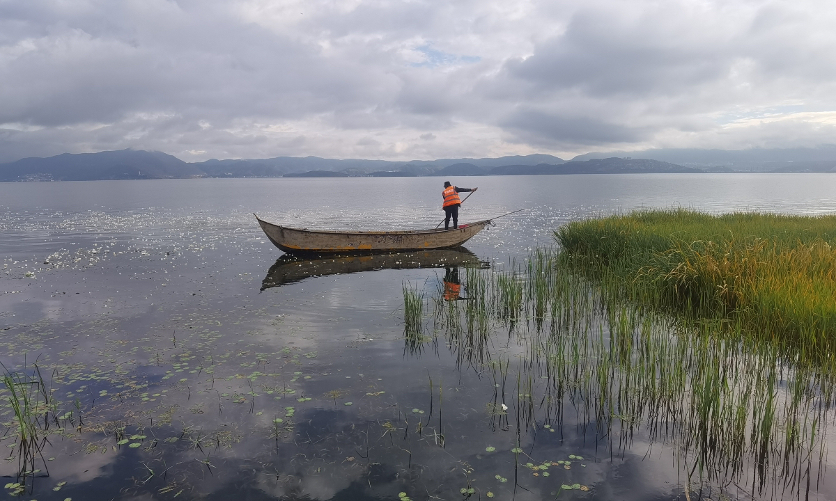 Sanitation workers fish for weeds in Erhai Lake. Photo: Hu Yuwei/GT 