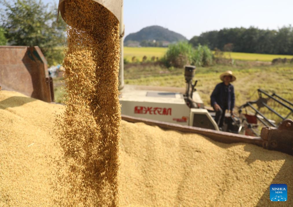Rice is loaded onto a truck in Daoxian County of Yongzhou, central China's Hunan Province, Oct. 31, 2023.(Photo: Xinhua)