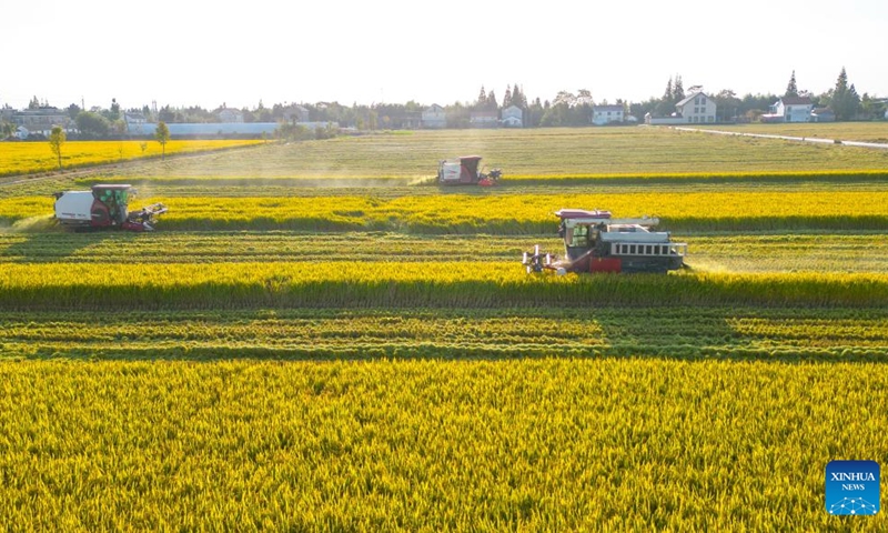 This aerial photo shows harvesters working in the rice fields in Yingxi Village of Hai'an City, east China's Jiangsu Province, Oct. 29, 2023.(Photo: Xinhua)
