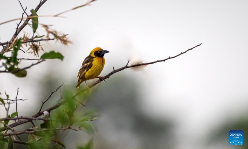 This photo taken on Oct. 4, 2023 shows a Fox's Weaver perching on a tree branch at Pian Upe Wildlife Reserve in Nakapiripirit district of Uganda. A rare bird species, known as Fox's weavers considered globally a Near Threatened species, has been sighted in northeastern Uganda.(Photo: Xinhua)