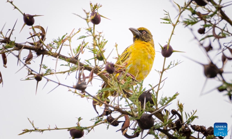 This photo taken on Oct. 4, 2023 shows a Fox's Weaver perching on a tree branch at Pian Upe Wildlife Reserve in Nakapiripirit district of Uganda. A rare bird species, known as Fox's weavers considered globally a Near Threatened species, has been sighted in northeastern Uganda. (Photo: Xinhua)