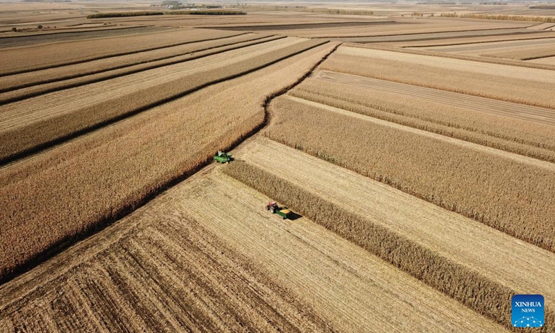 This aerial photo taken on Oct. 11, 2023 shows agricultural machines harvesting corns in Fujin City, northeast China's Heilongjiang Province.(Photo: Xinhua)