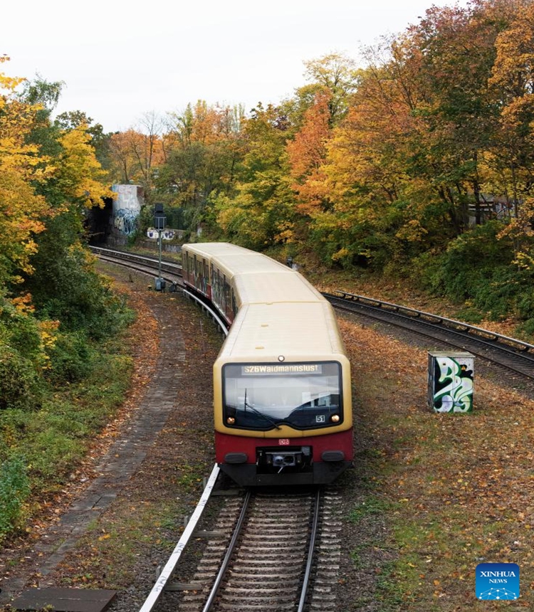 A train runs among autumn leaves in the urban area of Berlin, Germany, Nov. 2, 2023. (Photo:Xinhua)