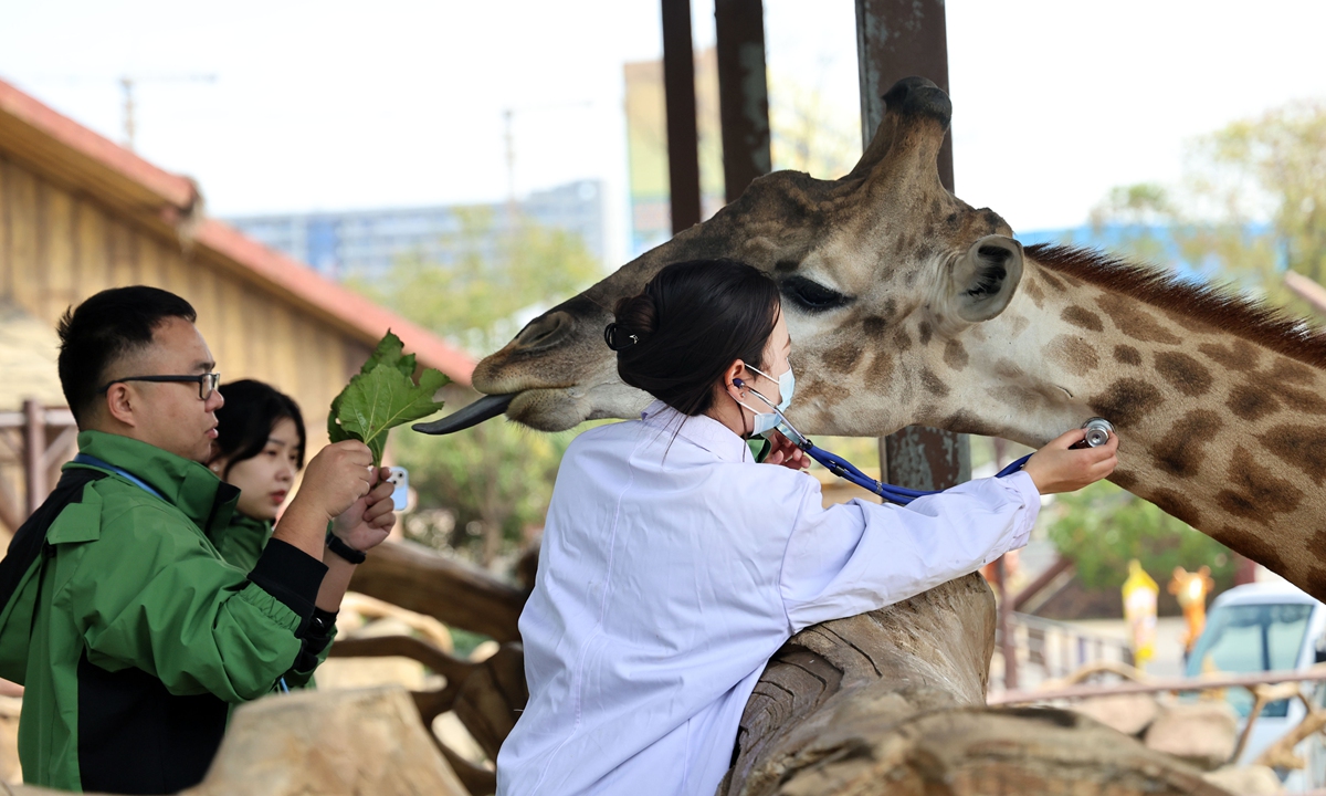 A veterinarian examines a giraffe at the Nantong Forest Safari Park in Nantong, East China's Jiangsu Province, on November 8, 2023. On the day of Start of Winter, one of the 24 Solar Terms of the traditional Chinese calendar, nearly 20,000 animals in the safari park received winter medical checkups. Photo: VCG