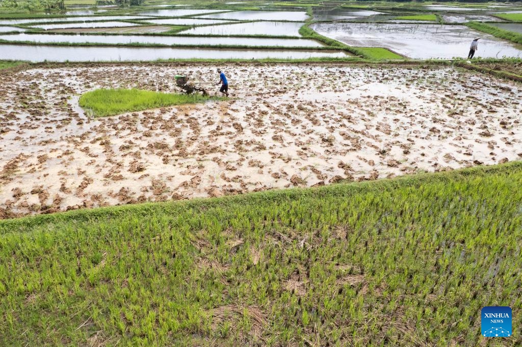 This aerial photo taken on Nov. 6, 2023 shows farmers working in paddy fields in Bogor, West Java, Indonesia.(Photo: Xinhua)