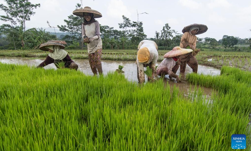 Farmers transplant rice seedlings in paddy fields in Bogor, West Java, Indonesia, Nov. 6, 2023.(Photo: Xinhua)