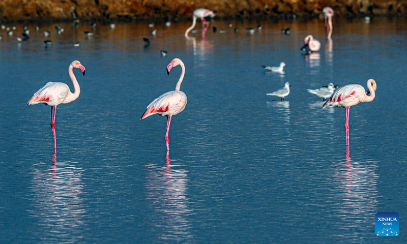 Wintering flamingoes are pictured at a nature reserve in Port Fouad, Port Said Governorate, Egypt, Nov. 8, 2023.(Photo: Xinhua)
