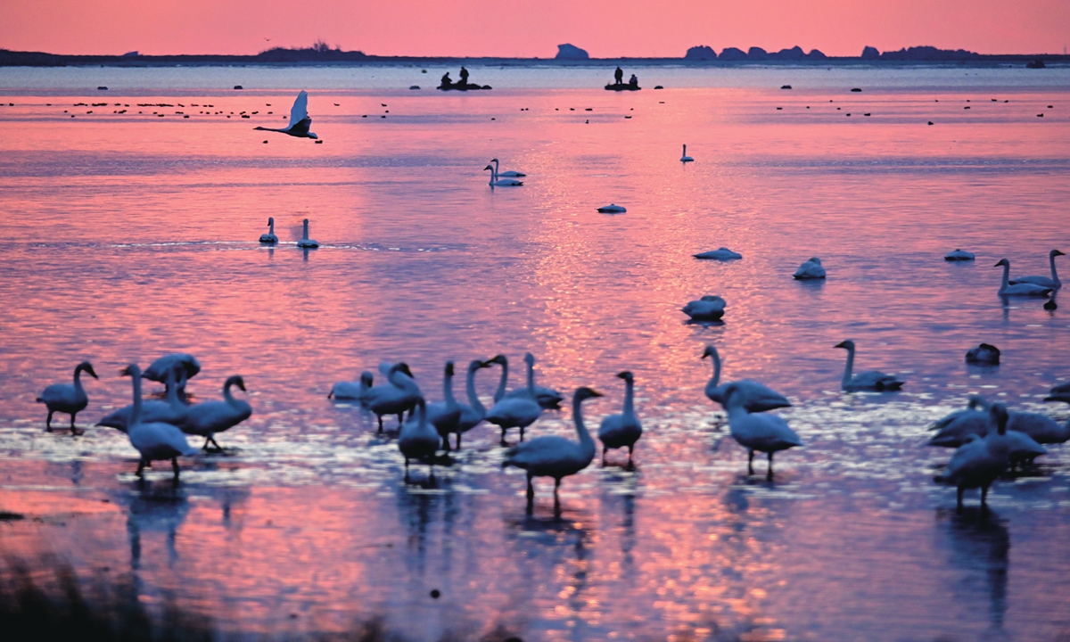 Flocks of whooper swans strolled in the morning glow in the national nature reserve for whooper swans in Rongcheng, East China's Shandong Province on November 8, 2023. Photo: IC