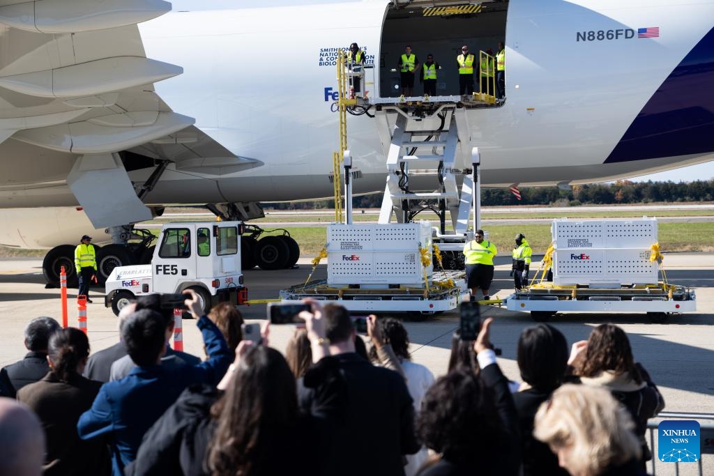 Special crates holding giant pandas are ready to be loaded onto an airplane at the Dulles International Airport in Dulles, Virginia, the United States, on Nov. 8, 2023.(Photo: Xinhua)
