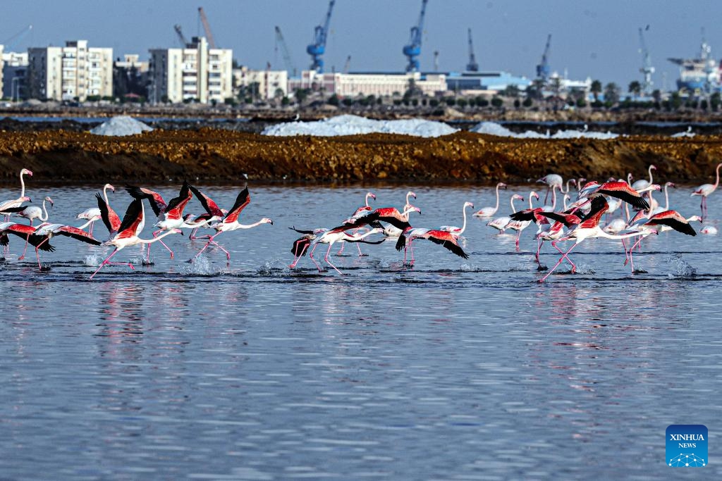 Wintering flamingoes are pictured at a nature reserve in Port Fouad, Port Said Governorate, Egypt, Nov. 8, 2023.(Photo: Xinhua)
