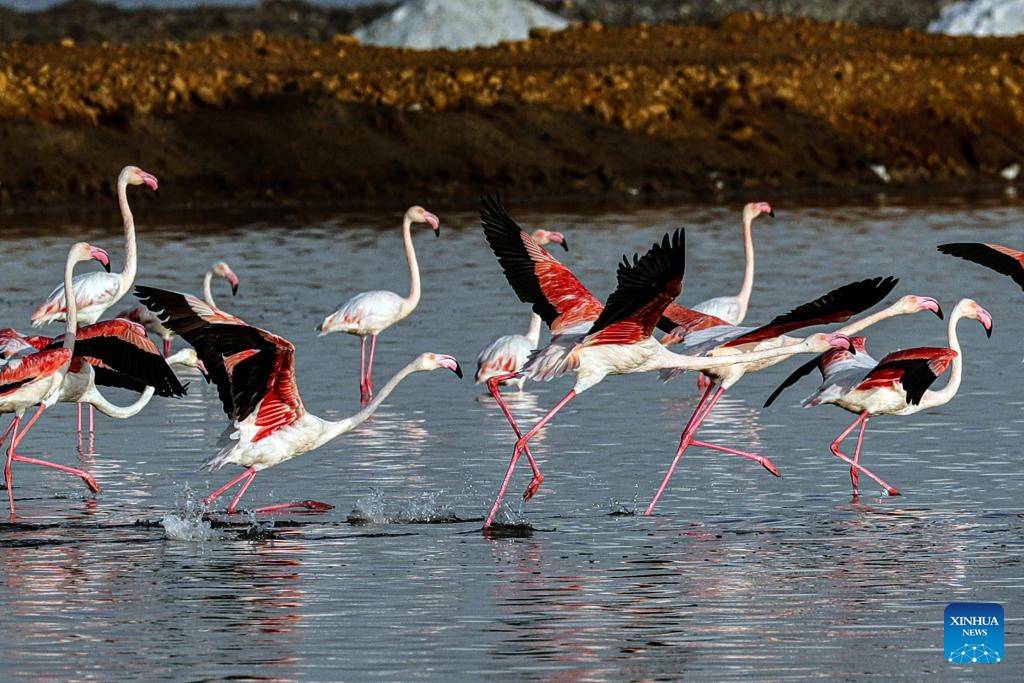 Wintering flamingoes are pictured at a nature reserve in Port Fouad, Port Said Governorate, Egypt, Nov. 8, 2023.(Photo: Xinhua)