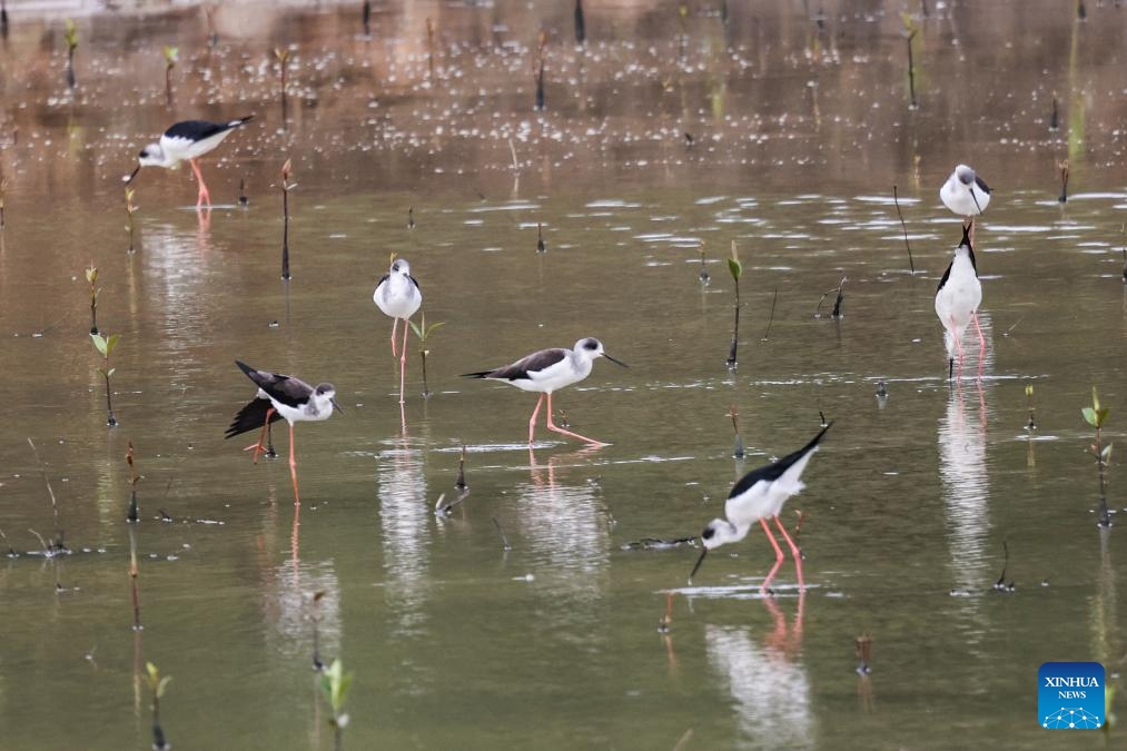 Migratory birds are seen at Dongzhai Port Nature Reserve in Haikou, south China's Hainan Province, Nov. 8, 2023. The place is known for its mangrove forest, which provides a habitat for birds and other wild animals.(Photo: Xinhua)
