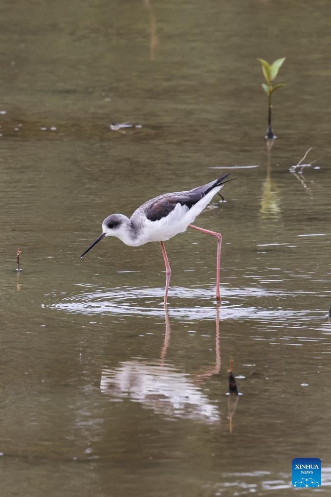 A migratory bird is seen at Dongzhai Port Nature Reserve in Haikou, south China's Hainan Province, Nov. 8, 2023. The place is known for its mangrove forest, which provides a habitat for birds and other wild animals.(Photo: Xinhua)