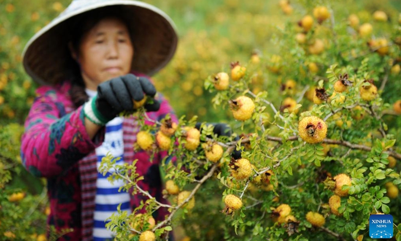 A farmer collects Cili fruits in Gujiao Town of Longli County, southwest China's Guizhou Province, Aug. 22, 2018. (Photo: Xinhua)