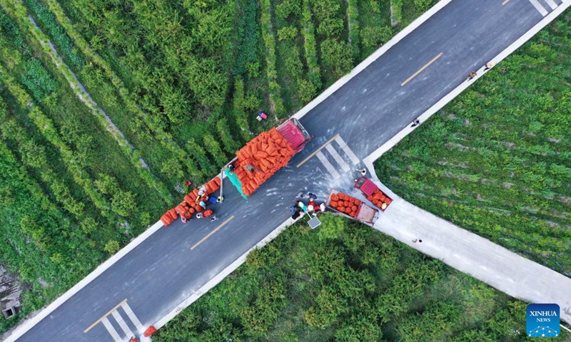 This aerial photo taken on Aug. 18, 2021 shows workers loading Cili fruits onto a truck in Taishang Village of Longli County, southwest China's Guizhou Province.(Photo: Xinhua)