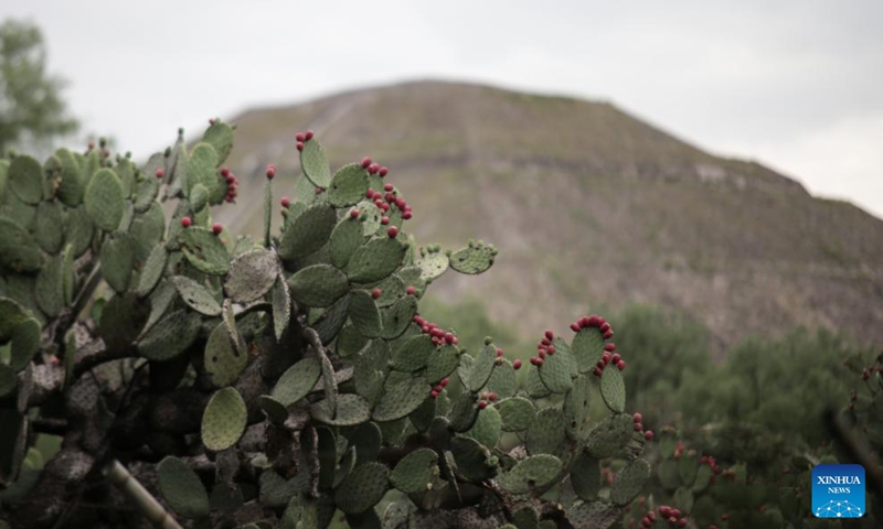 Prickly pears are pictured in Teotihuacan, Mexico, Aug. 3, 2023. (Photo: Xinhua)