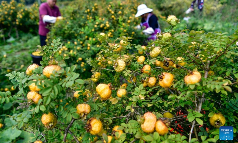 Farmers collect Cili fruits in Chaxiang Village of Longli County, southwest China's Guizhou Province, Sept. 1, 2023. (Photo: Xinhua)