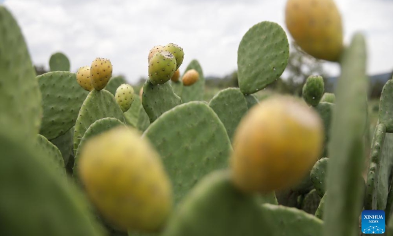 Prickly pear cacti are pictured in Teotihuacan, Mexico, Aug. 3, 2023. (Photo: Xinhua)