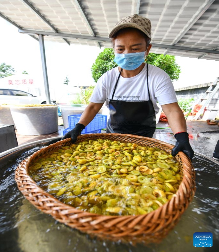A farmer washes Cili fruits at a cooperative in Gujiao Town of Longli County, southwest China's Guizhou Province, Aug. 18, 2021. (Photo: Xinhua)