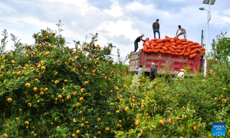This photo taken on Aug. 18, 2021 shows farmers load newly collected Cili fruits onto a truck in Taishang Village of Longli County, southwest China's Guizhou Province. (Photo: Xinhua)