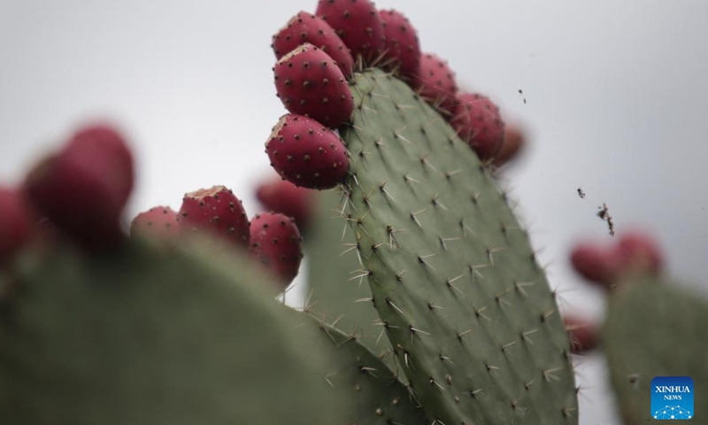 Prickly pear cacti are pictured in Teotihuacan, Mexico, Aug. 3, 2023. (Photo: Xinhua)