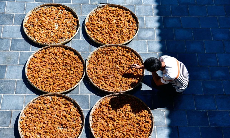 A farmer dries preserved Cili fruits at a cooperative in Chaxiang Village of Longli County, southwest China's Guizhou Province, Sept. 1, 2023. (Photo: Xinhua)