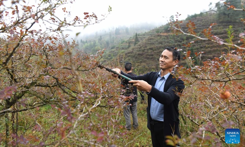 A worker trims a Cili tree in Chaxiang Village of Longli County, southwest China's Guizhou Province, Nov. 8, 2023. (Photo: Xinhua)