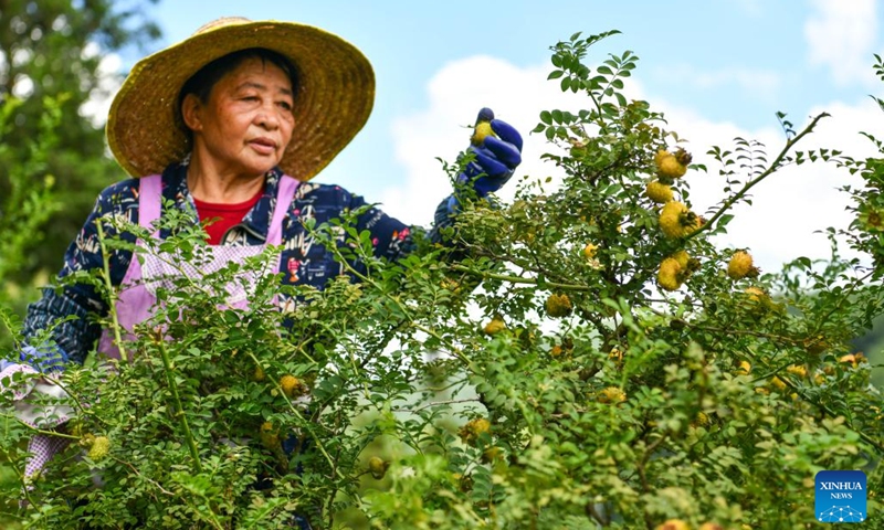 A farmer collects Cili fruits in Gujiao Town of Longli County, southwest China's Guizhou Province, Aug. 18, 2021. (Photo: Xinhua)