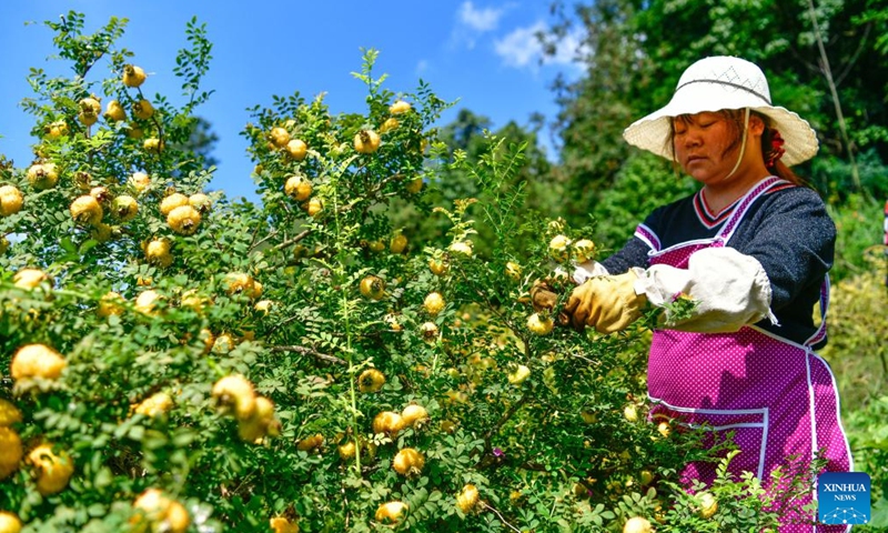 A farmer collects Cili fruits in Chaxiang Village of Longli County, southwest China's Guizhou Province, Sept. 1, 2023. (Photo: Xinhua)